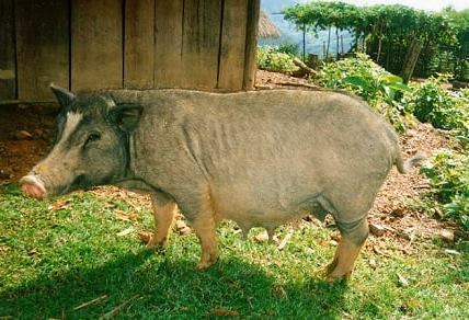 Nghiên cứu nâng cao năng suất và sử dụng có hiệu quả nguồn gien lợn Cỏ và lợn Mẹo